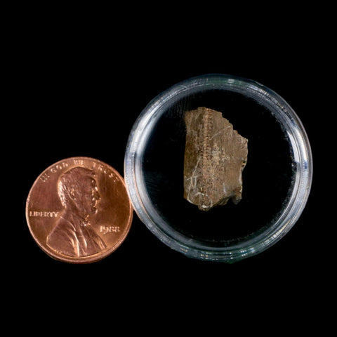 0.7" Tyrannosaurus Rex Fossil Tooth Section Dinosaur Lance Creek Formation WY COA