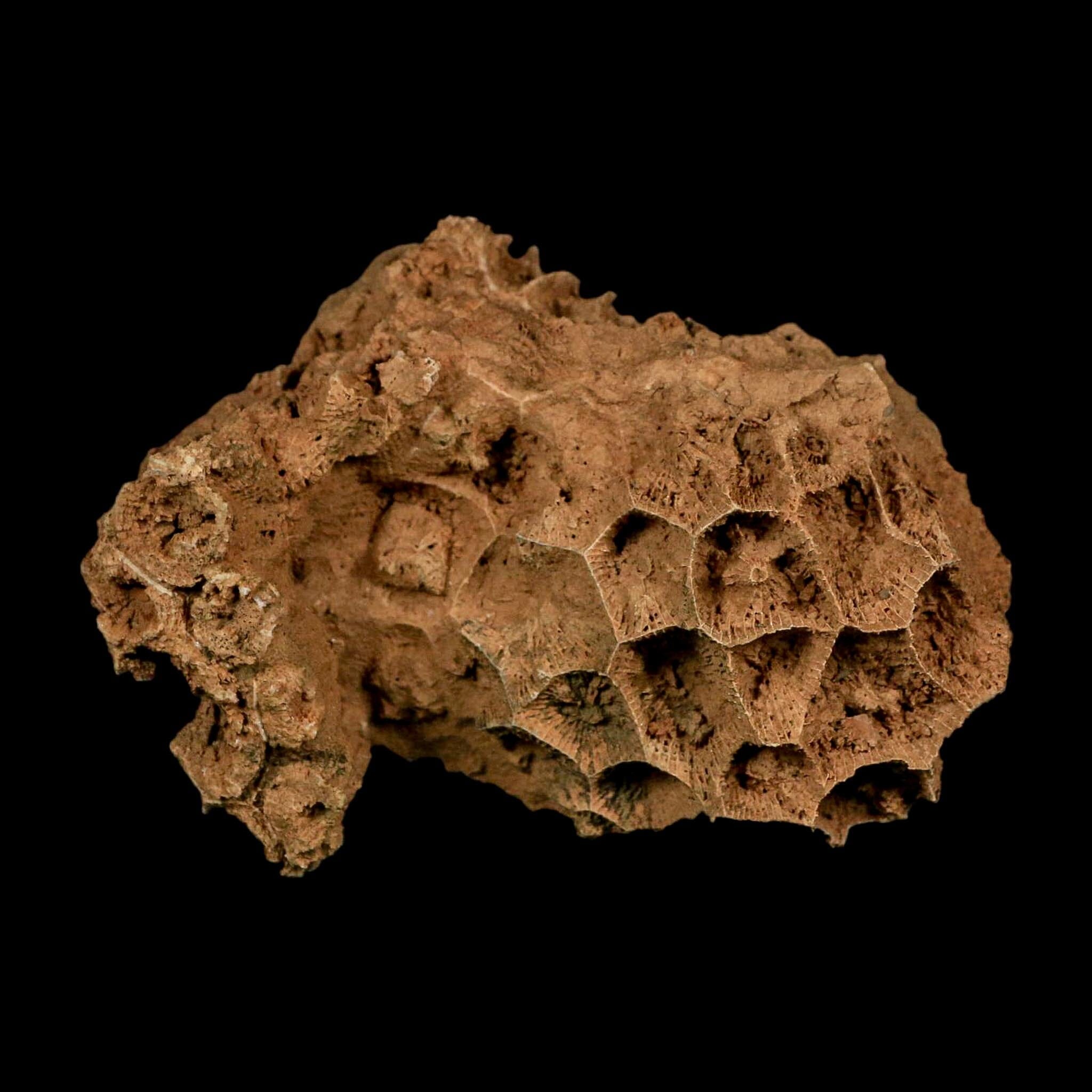 3.5" Colonial Rugose Coral Fossil Devonian Age Speed Quarry, Clark County, Indiana - Fossil Age Minerals