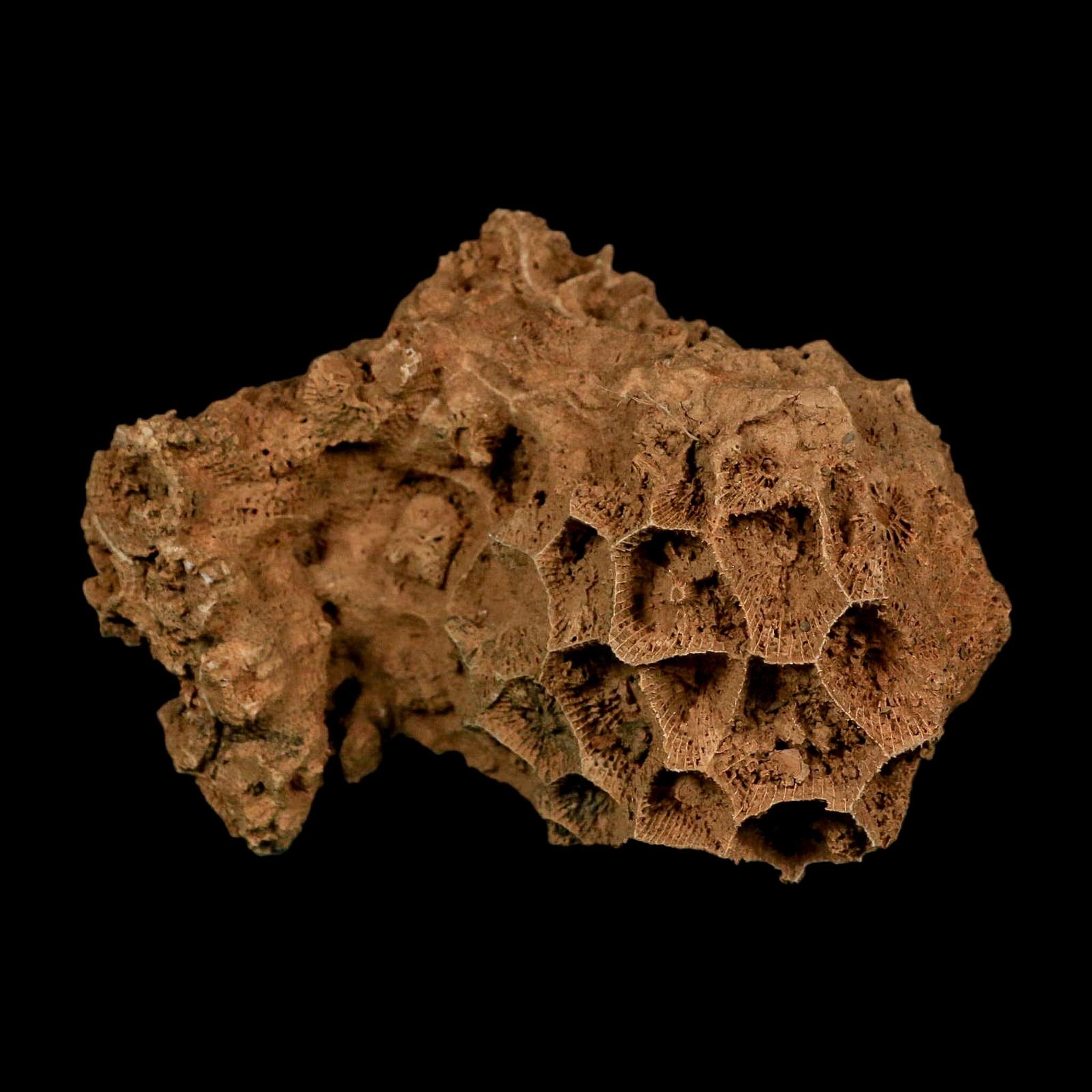 3.5" Colonial Rugose Coral Fossil Devonian Age Speed Quarry, Clark County, Indiana - Fossil Age Minerals