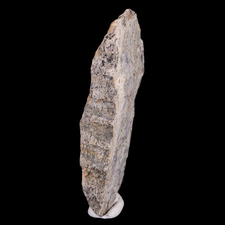 2.5" Maiasaura Hadrosaur Dinosaur Jaw Bone Fossil Two Medicine FM Montana COA