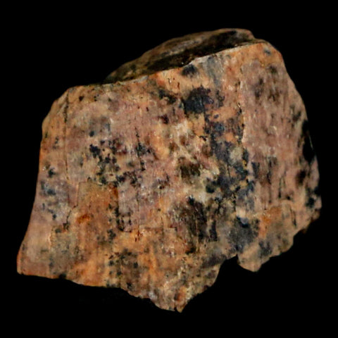 0.6" Tyrannosaurus Rex Fossil Tooth Section Dinosaur Lance Creek Formation WY COA