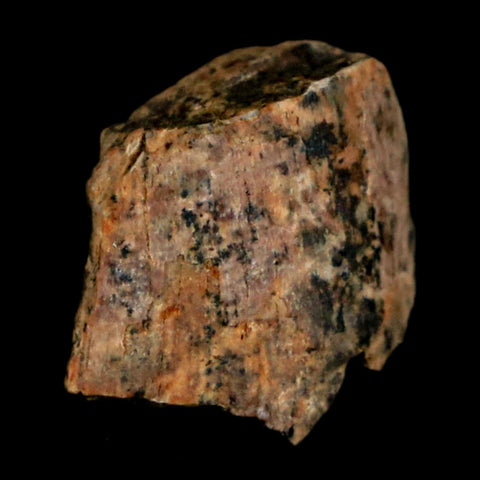 0.6" Tyrannosaurus Rex Fossil Tooth Section Dinosaur Lance Creek Formation WY COA