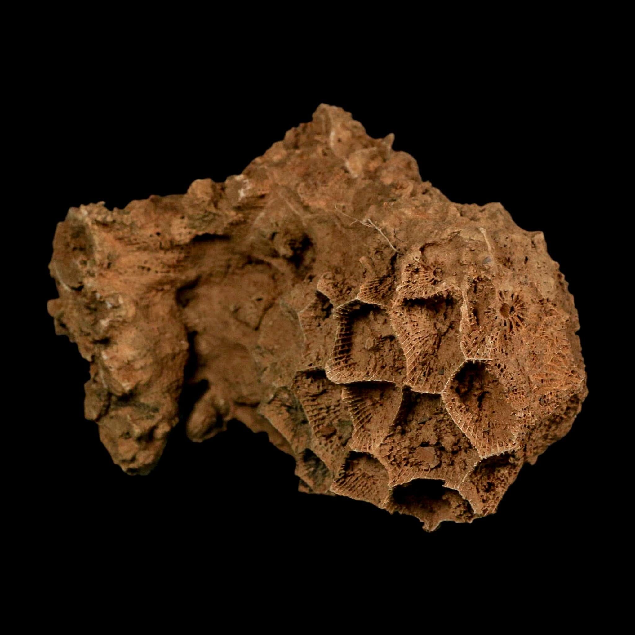 3.5" Colonial Rugose Coral Fossil Devonian Age Speed Quarry, Clark County, Indiana - Fossil Age Minerals