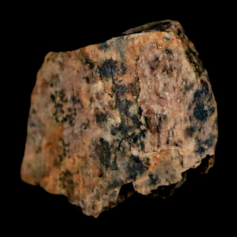 0.6" Tyrannosaurus Rex Fossil Tooth Section Dinosaur Lance Creek Formation WY COA