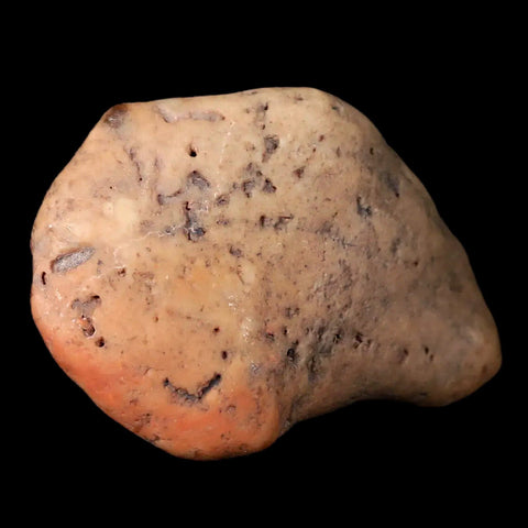 2.4" Sauropod Dinosaur Stomach Stone Gastrolith Rock Gizzard Stone COA - Fossil Age Minerals