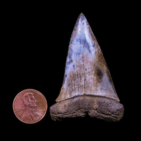 2.3" Quality Hastalis Mako Tooth Serrated Fossil Natural Miocene Age COA - Fossil Age Minerals
