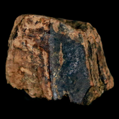 0.6" Tyrannosaurus Rex Fossil Tooth Section Dinosaur Lance Creek Formation WY COA