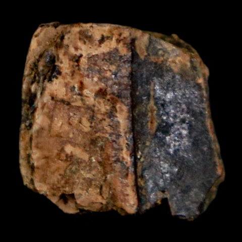 0.6" Tyrannosaurus Rex Fossil Tooth Section Dinosaur Lance Creek Formation WY COA