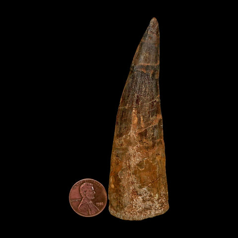 XL 3.8" Spinosaurus Fossil Tooth 100 Million Years Old Cretaceous Dinosaur COA