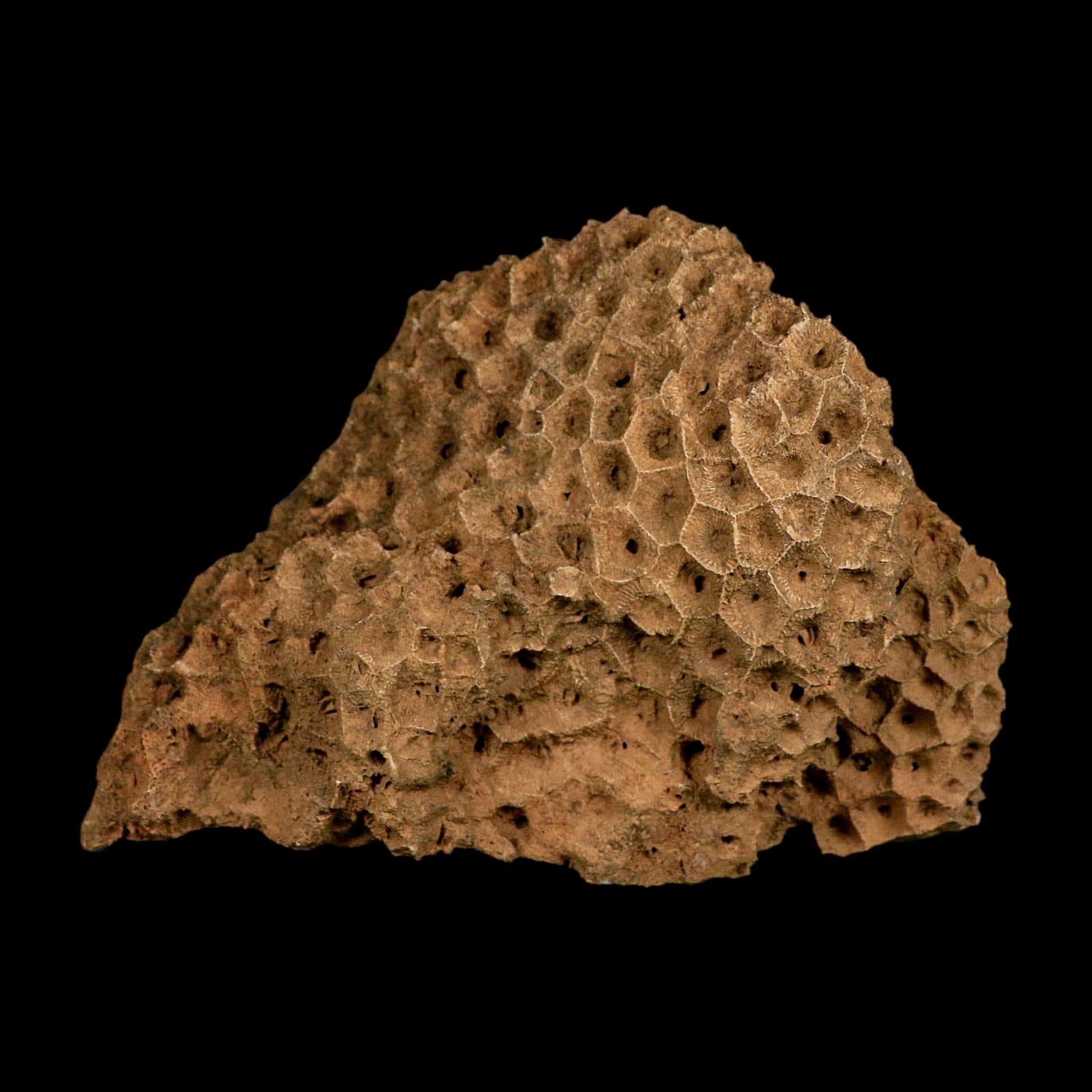 XL 5.8" Colonial Rugose Coral Fossil Devonian Age Speed Quarry, Clark County, Indiana - Fossil Age Minerals