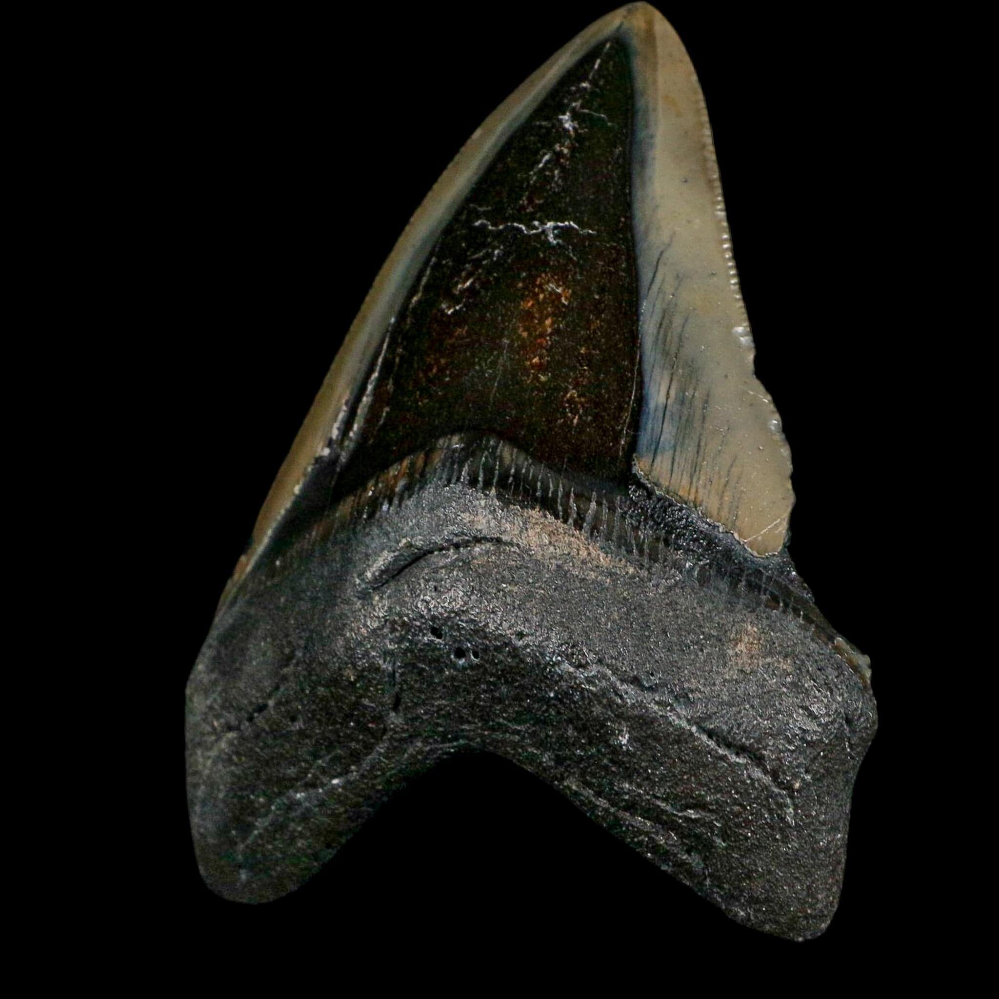 3.8" Quality Megalodon Shark Serrated Tooth Fossil Natural Miocene Age COA