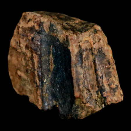 0.6" Tyrannosaurus Rex Fossil Tooth Section Dinosaur Lance Creek Formation WY COA