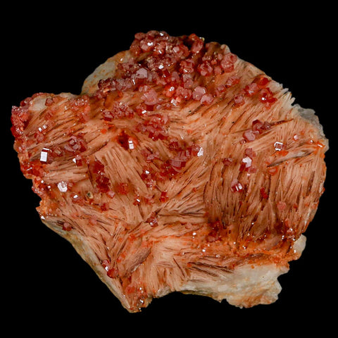 3" Sparkly Red Vanadinite Crystals On Orange Barite Blades Mineral Mabladen Morocco - Fossil Age Minerals