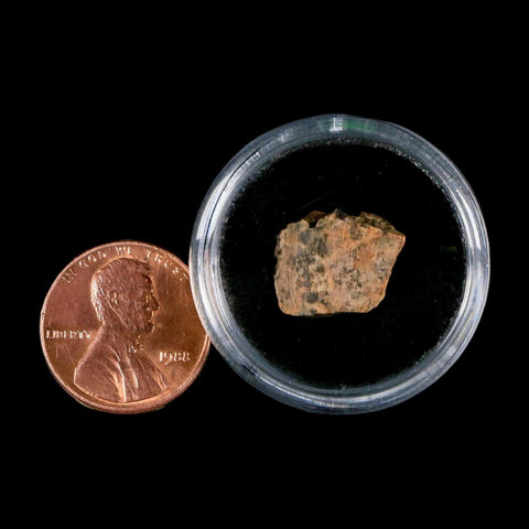 0.6" Tyrannosaurus Rex Fossil Tooth Section Dinosaur Lance Creek Formation WY COA