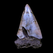 2.4" Quality Hastalis Mako Tooth Serrated Fossil Natural Miocene Age COA