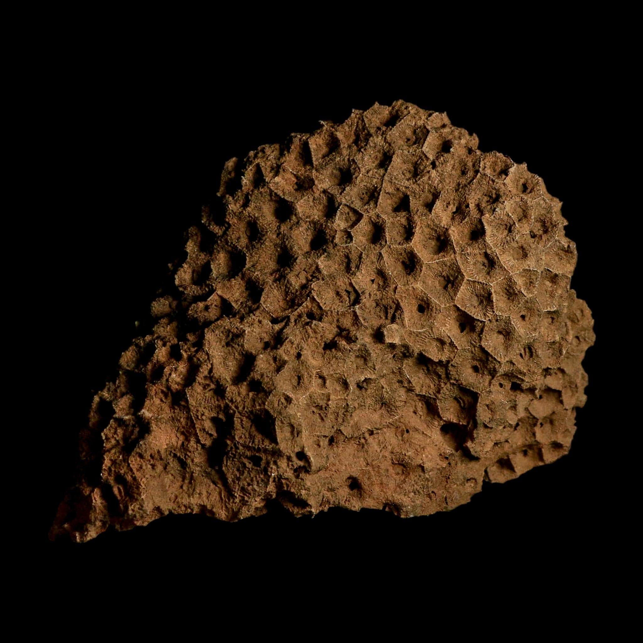 XL 5.8" Colonial Rugose Coral Fossil Devonian Age Speed Quarry, Clark County, Indiana - Fossil Age Minerals