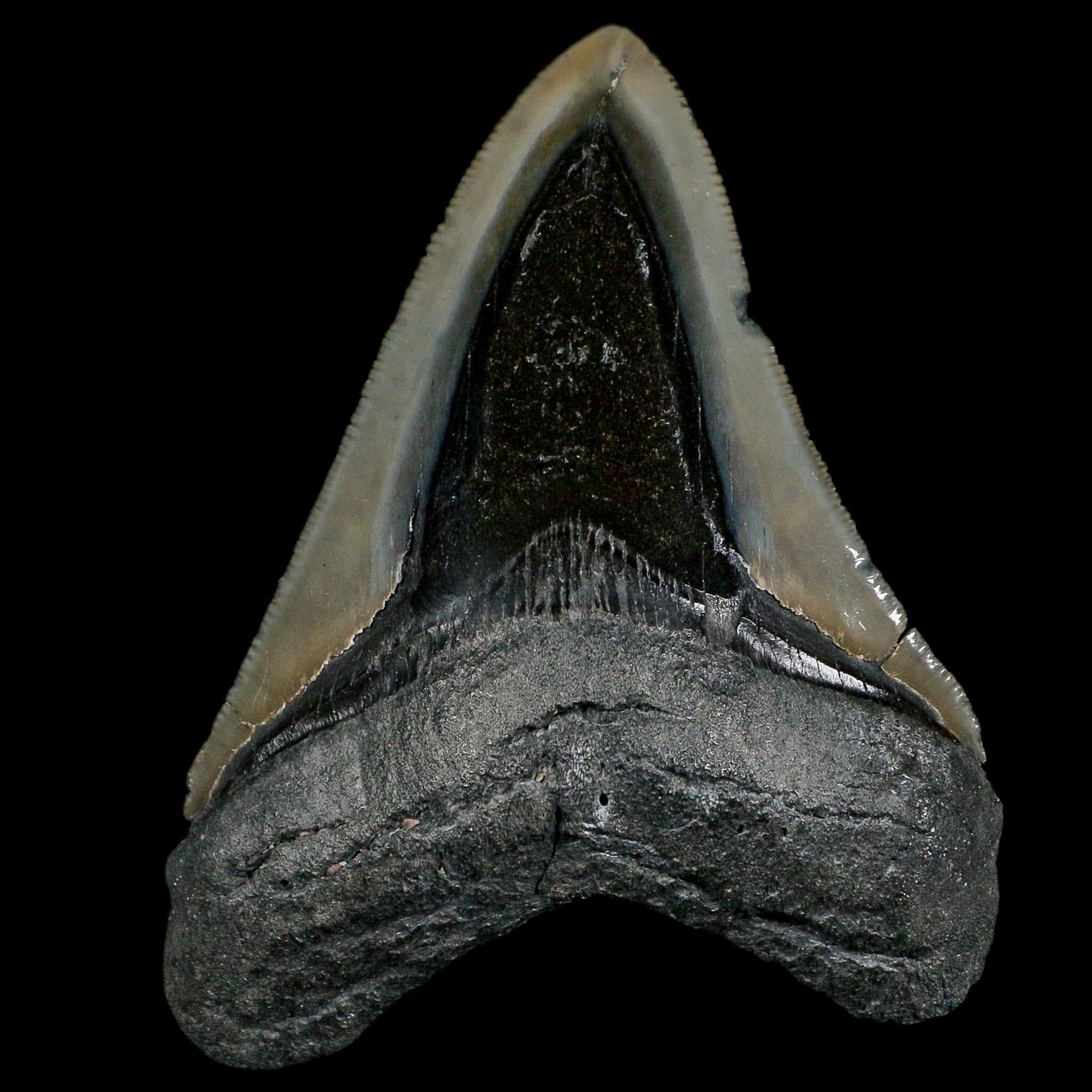 3.6" Quality Megalodon Shark Serrated Tooth Fossil Natural Miocene Age COA