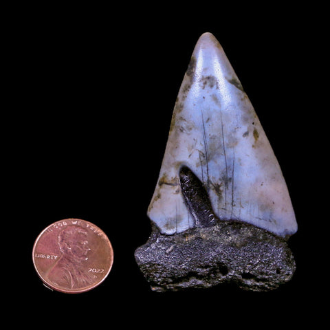 2.4" Quality Hastalis Mako Tooth Serrated Fossil Natural Miocene Age COA - Fossil Age Minerals