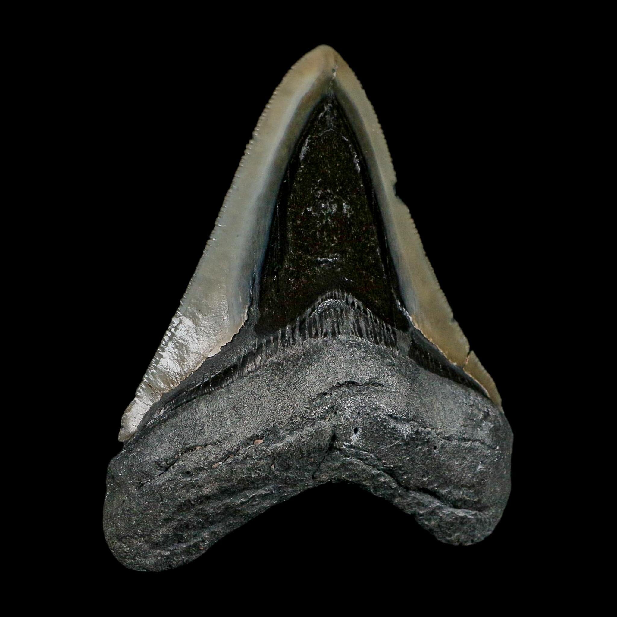 3.6" Quality Megalodon Shark Serrated Tooth Fossil Natural Miocene Age COA