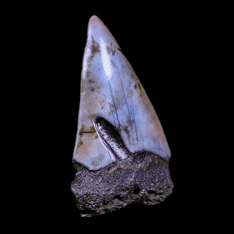 2.4" Quality Hastalis Mako Tooth Serrated Fossil Natural Miocene Age COA - Fossil Age Minerals