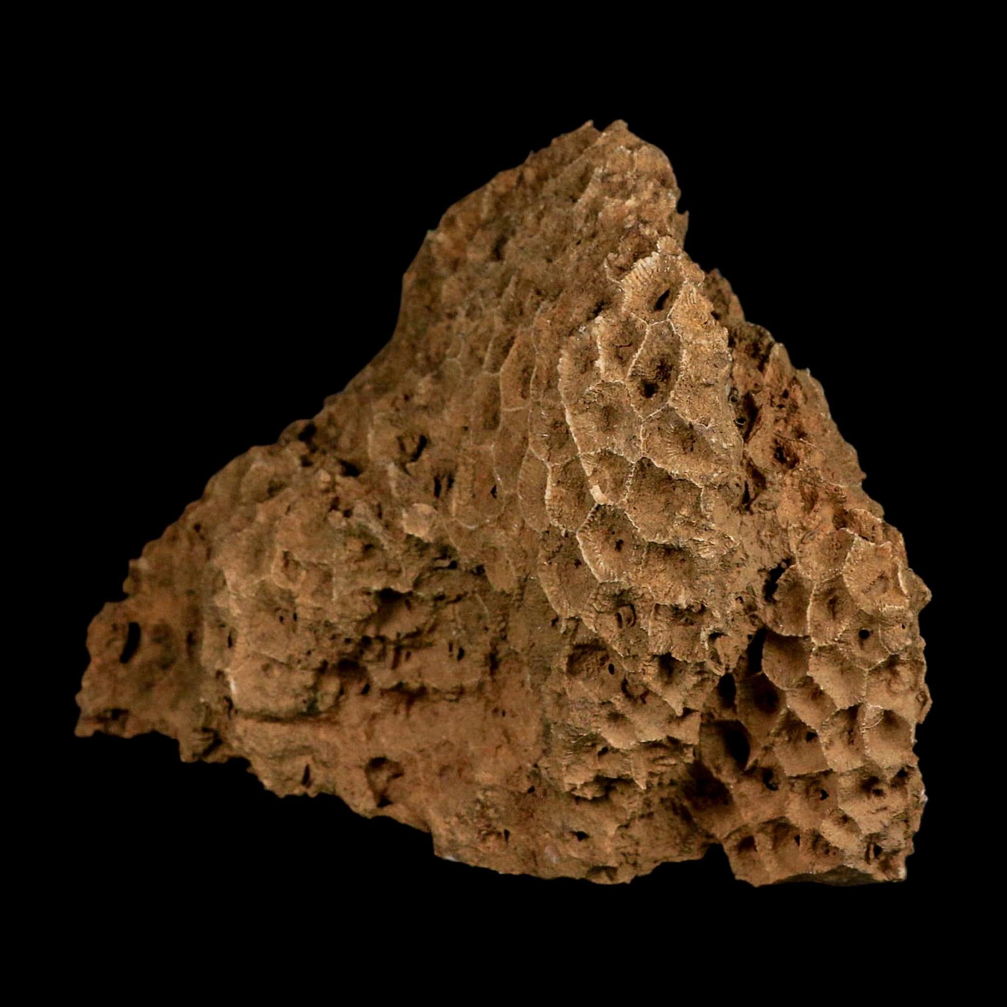 XL 5.8" Colonial Rugose Coral Fossil Devonian Age Speed Quarry, Clark County, Indiana - Fossil Age Minerals