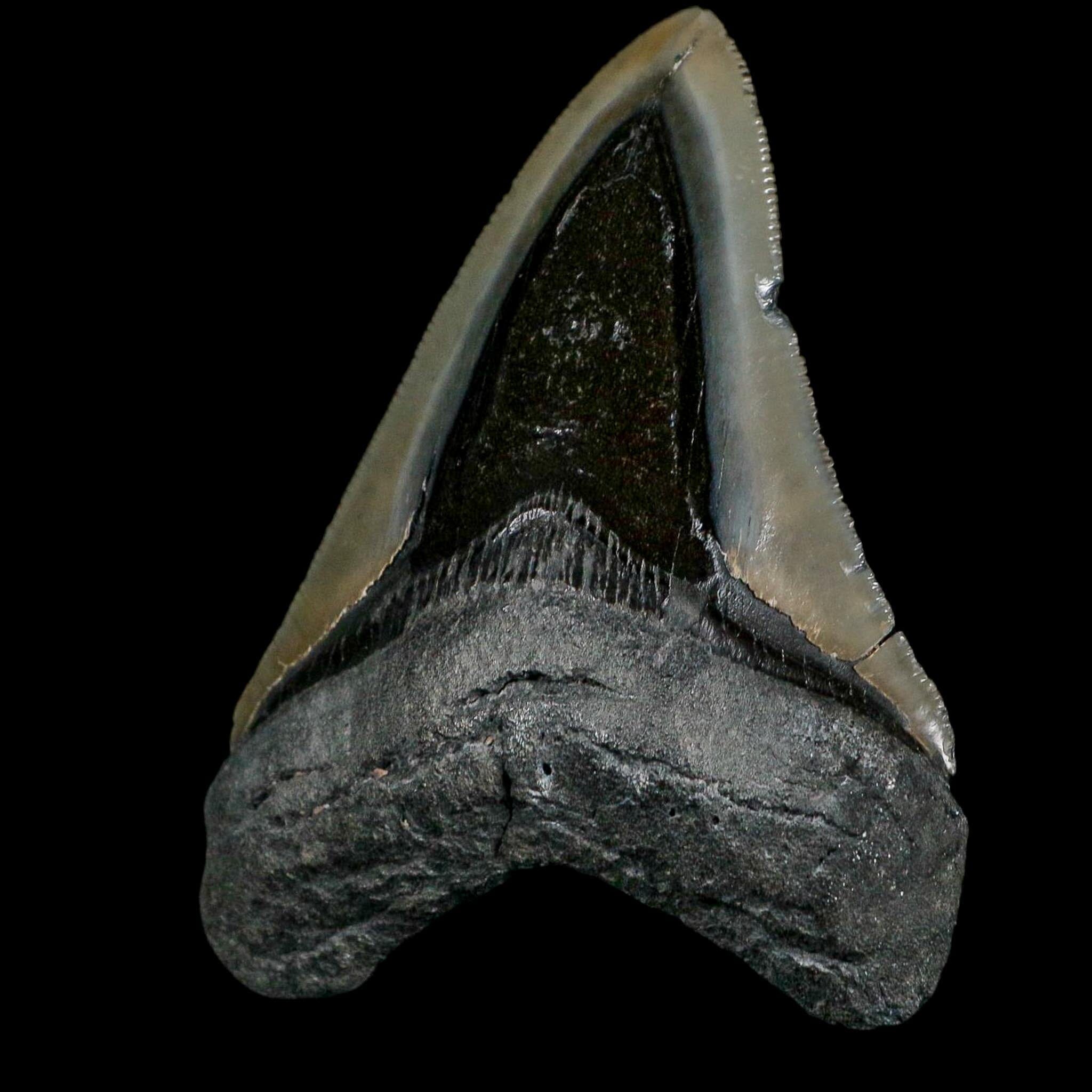 3.6" Quality Megalodon Shark Serrated Tooth Fossil Natural Miocene Age COA