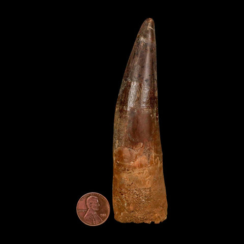 XXL 4.4" Spinosaurus Fossil Tooth 100 Million Years Old Cretaceous Dinosaur COA