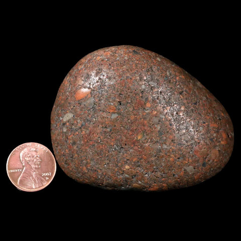 2.7" Sauropod Dinosaur Stomach Stone Gastrolith Rock Gizzard Stone COA - Fossil Age Minerals