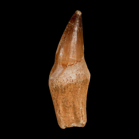 2.5" Mosasaur Prognathodon Anceps Fossil Tooth Rooted Cretaceous Dinosaur Era COA