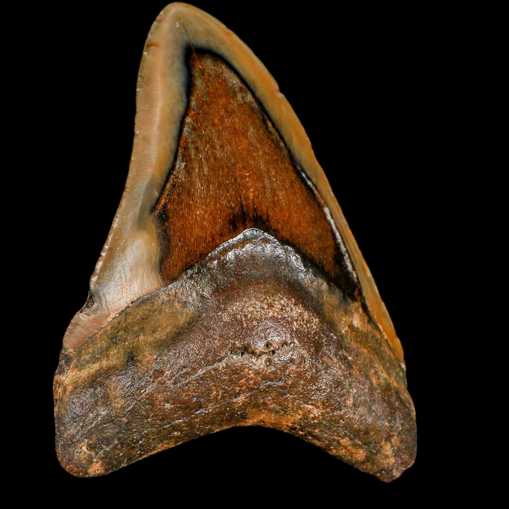 3.9" Quality Megalodon Shark Serrated Tooth Fossil Natural Miocene Age COA