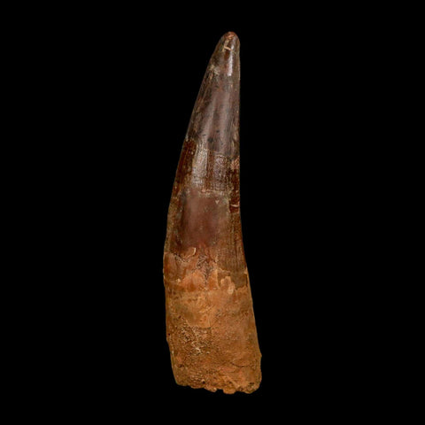 XXL 4.4" Spinosaurus Fossil Tooth 100 Million Years Old Cretaceous Dinosaur COA