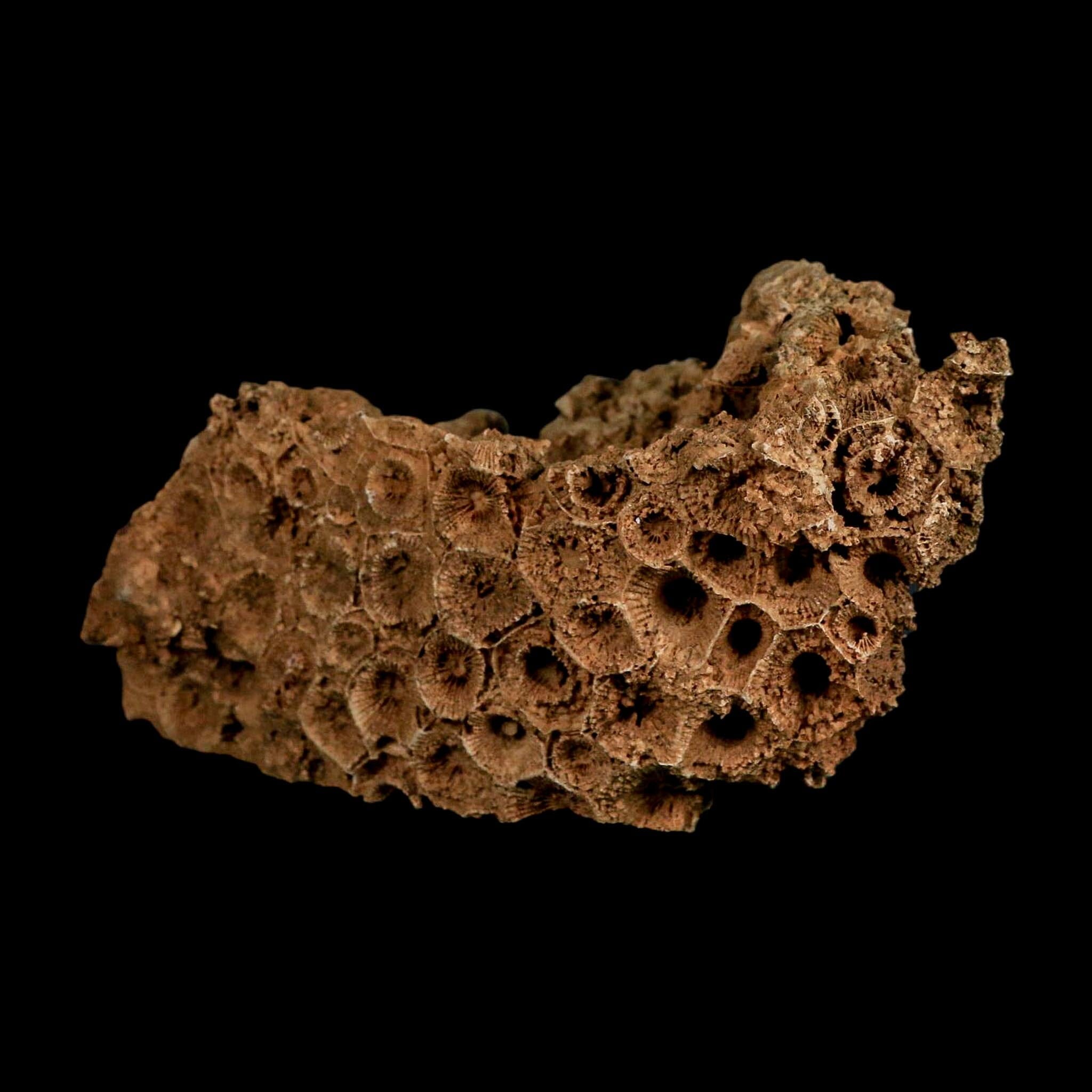 4.4" Colonial Rugose Coral Fossil Devonian Age Speed Quarry, Clark County, Indiana - Fossil Age Minerals