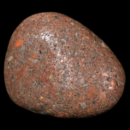 2.7" Sauropod Dinosaur Stomach Stone Gastrolith Rock Gizzard Stone COA