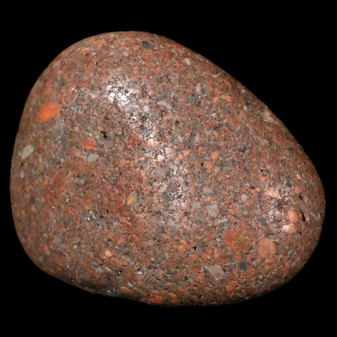 2.7" Sauropod Dinosaur Stomach Stone Gastrolith Rock Gizzard Stone COA - Fossil Age Minerals