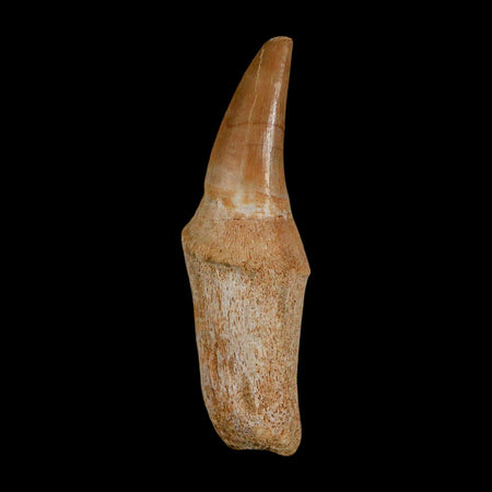 2.5" Mosasaur Eremiasaurus Fossil Tooth Rooted Cretaceous Dinosaur Era COA