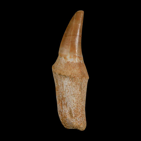 2.5" Mosasaur Eremiasaurus Fossil Tooth Rooted Cretaceous Dinosaur Era COA