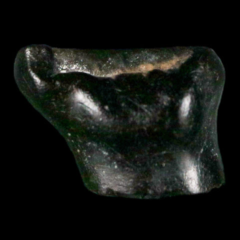 0.3" Ankylosaurus Fossil Tooth Judith River FM Cretaceous Dinosaur MT COA & Display - Fossil Age Minerals