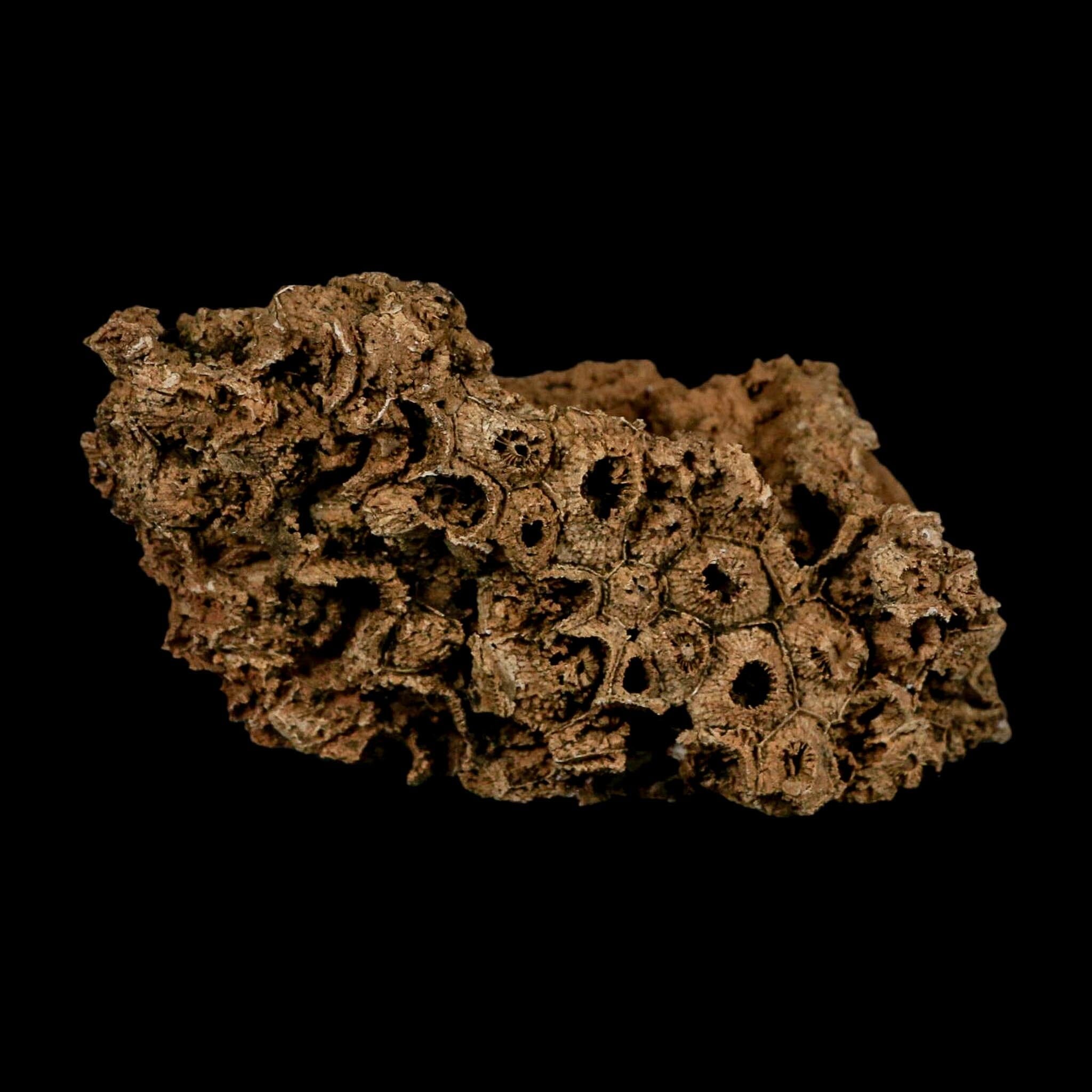 4.4" Colonial Rugose Coral Fossil Devonian Age Speed Quarry, Clark County, Indiana - Fossil Age Minerals