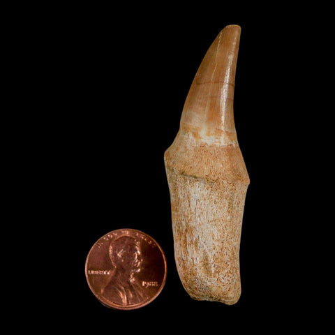 2.5" Mosasaur Eremiasaurus Fossil Tooth Rooted Cretaceous Dinosaur Era COA