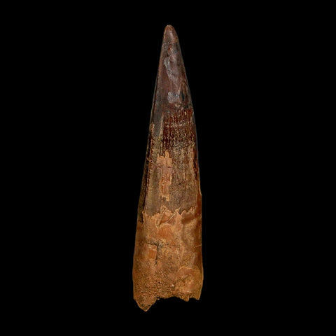 XXL 4.4" Spinosaurus Fossil Tooth 100 Million Years Old Cretaceous Dinosaur COA