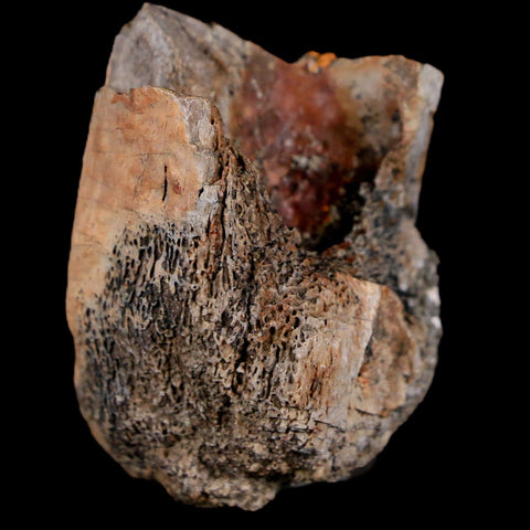 1.5" Ornithomimus Fossil Toe Bone Cretaceous Dinosaur Age Two Medicine FM MT - Fossil Age Minerals
