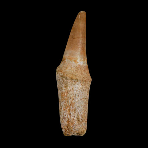 2.5" Mosasaur Eremiasaurus Fossil Tooth Rooted Cretaceous Dinosaur Era COA