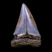 2.2" Quality Hastalis Mako Tooth Serrated Fossil Natural Miocene Age COA