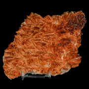 6" Sparkly Red Vanadinite Crystals On Orange Barite Blades Mineral Mabladen Morocco