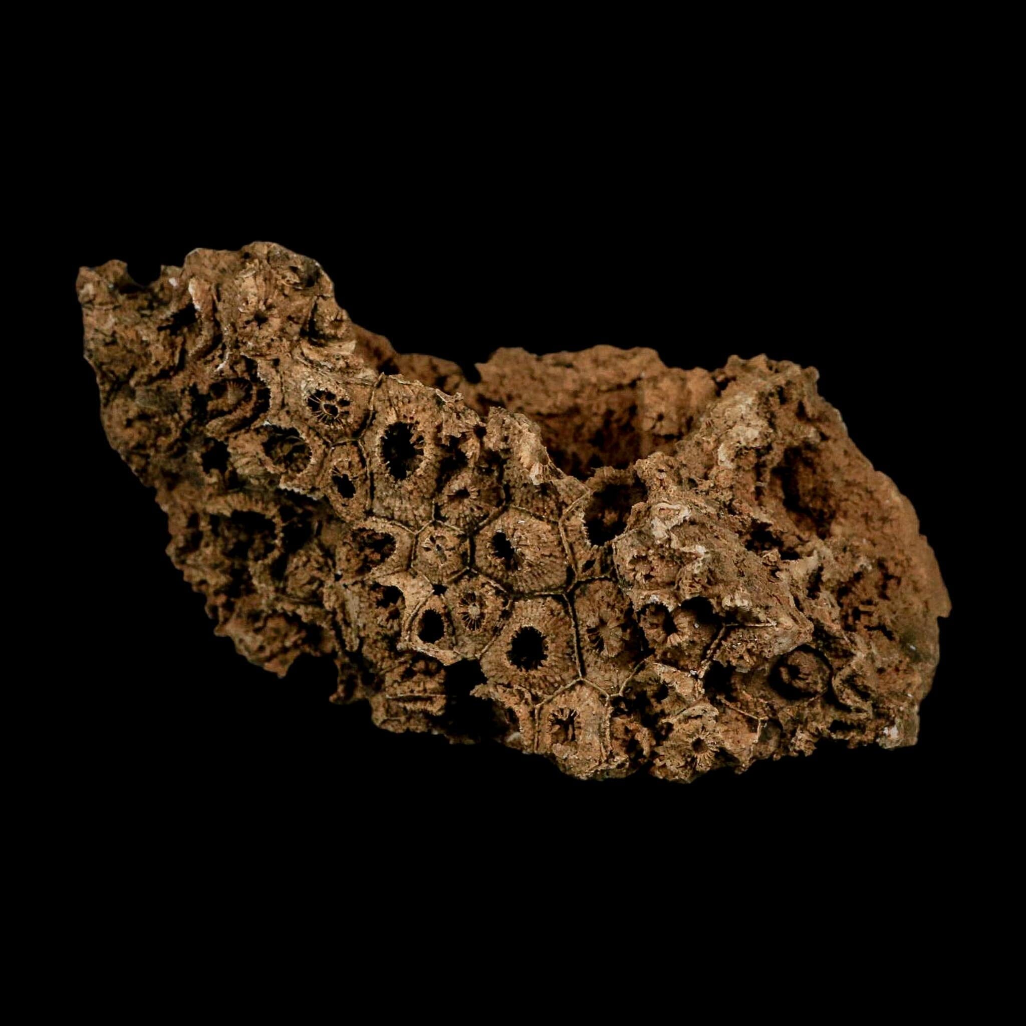 4.4" Colonial Rugose Coral Fossil Devonian Age Speed Quarry, Clark County, Indiana - Fossil Age Minerals