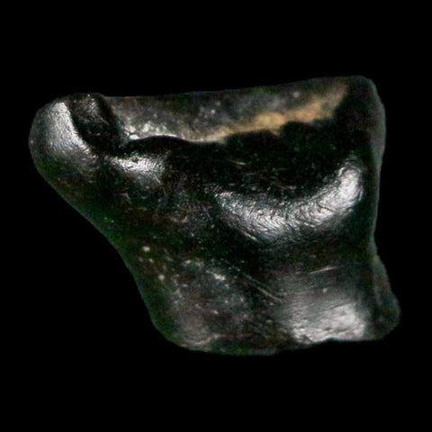 0.3" Ankylosaurus Fossil Tooth Judith River FM Cretaceous Dinosaur MT COA & Display - Fossil Age Minerals