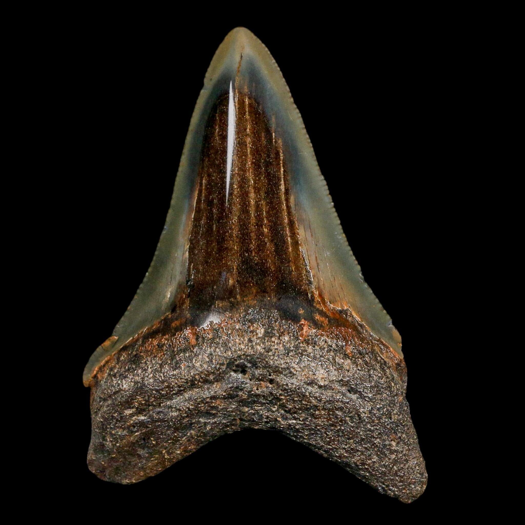 2.8" Quality Megalodon Shark Serrated Tooth Fossil Natural Miocene Age COA