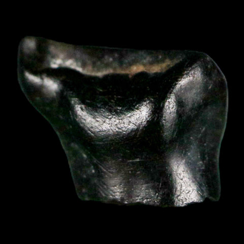 0.3" Ankylosaurus Fossil Tooth Judith River FM Cretaceous Dinosaur MT COA & Display - Fossil Age Minerals