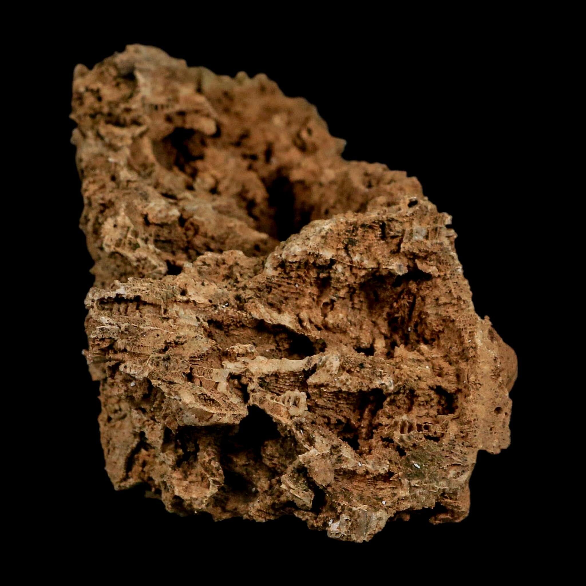 4.4" Colonial Rugose Coral Fossil Devonian Age Speed Quarry, Clark County, Indiana - Fossil Age Minerals
