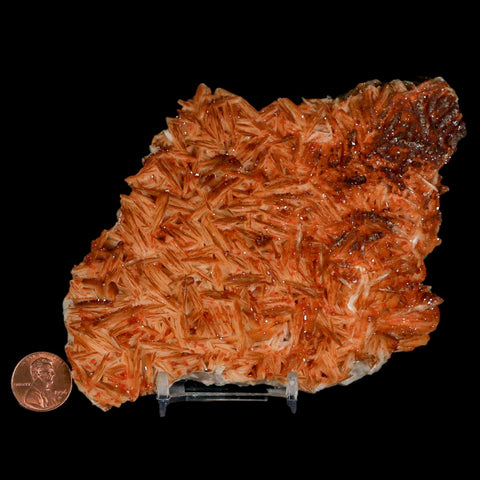 6" Sparkly Red Vanadinite Crystals On Orange Barite Blades Mineral Mabladen Morocco - Fossil Age Minerals